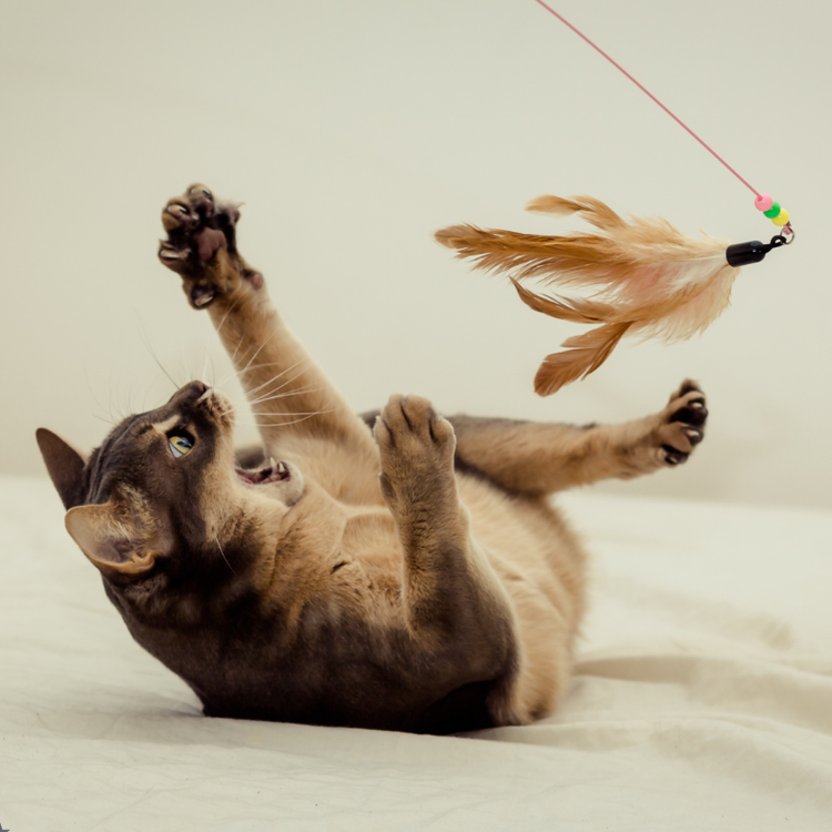 Pets Toys & Entertainment