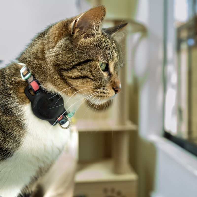 Pets GPS Tracking Collars